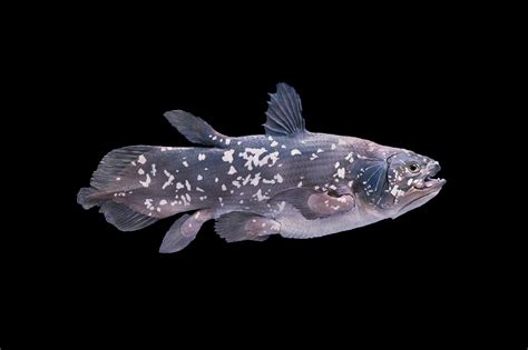anch coelacanth where.